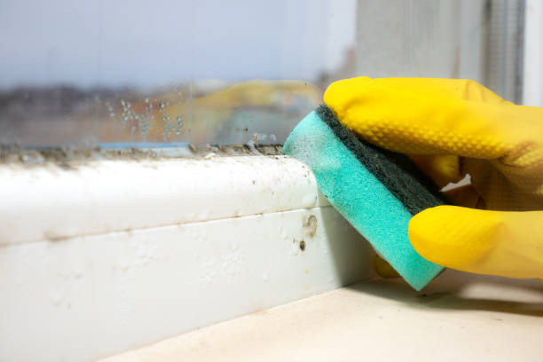 Best Attic Mold Remediation in Monsey, NY