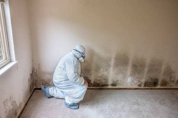 Best Insurance-Related Mold Remediation in Monsey, NY