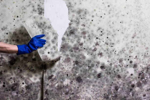 Best Insurance-Related Mold Remediation in Monsey, NY